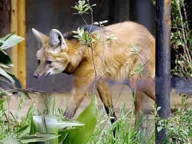 動物図鑑・タテガミオオカミ